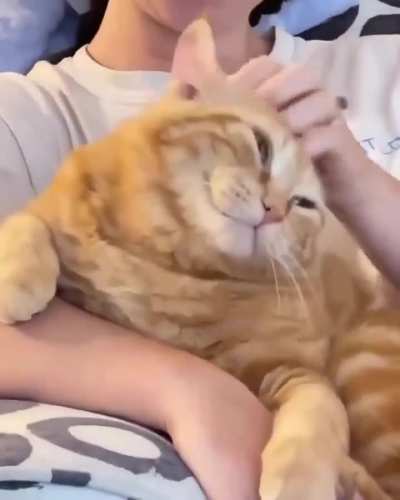 He loves the head scratches