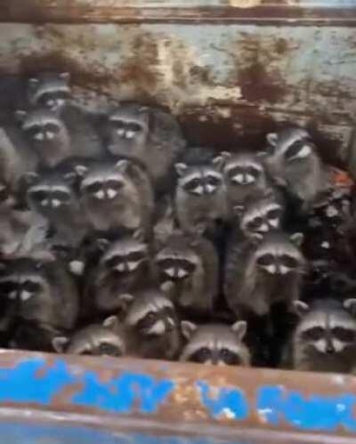 Those rare moments when r/aww and r/WTF collide...