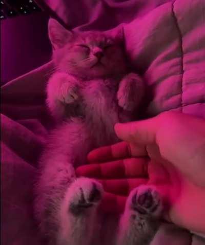 good night for little puppy