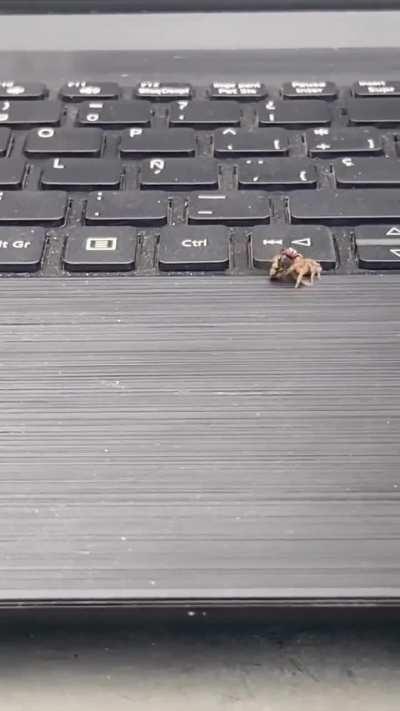 🔥 epic showdown between spider and fly