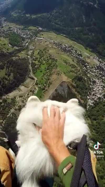 A guy is taking his dog on a parachute flight