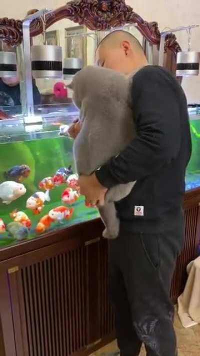 Absolute unit of a Chonkitty