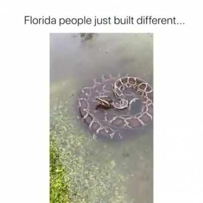 as they say... florida man (insert story here)