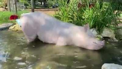 Esther taking a dip in her personal pool