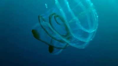 Venus girdle in Mapating Cave, Philippines