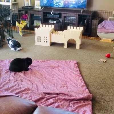 A happy bun playing leap frog