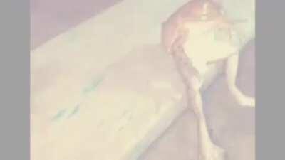 yo phrog what you doing??? oh nvm he jus vibin to lucki 😎