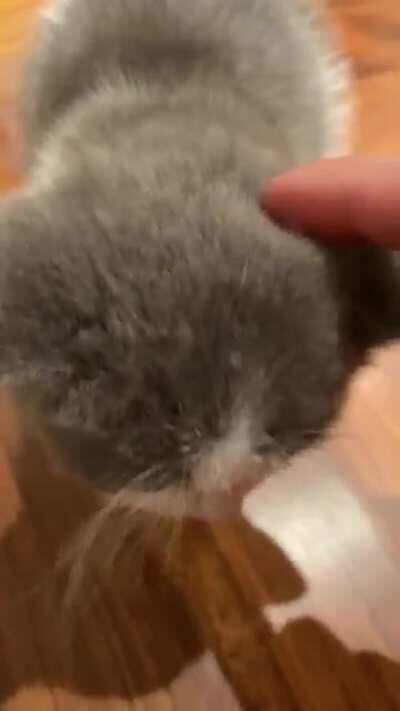 K-pop star Taemin just adopted a kitten, ‘Kkoongie’, and he has some pipes.