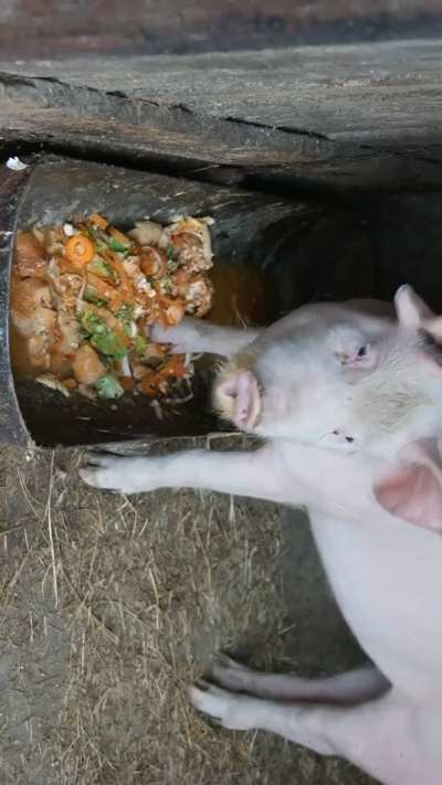 Slopocalypse Now - ASMR Chaos Unleashed - pig is eating slop