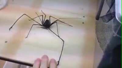 If this isn’t a boss in Silk Song I’m going to riot