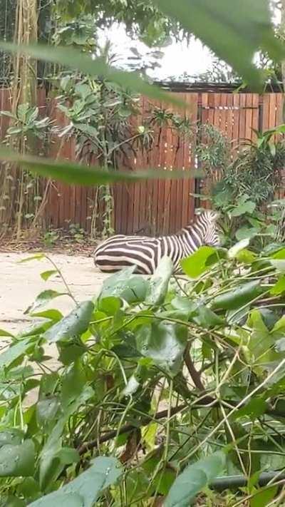 Zebra rolling around (: