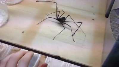 Thanks, i hate american whip spiders with arms