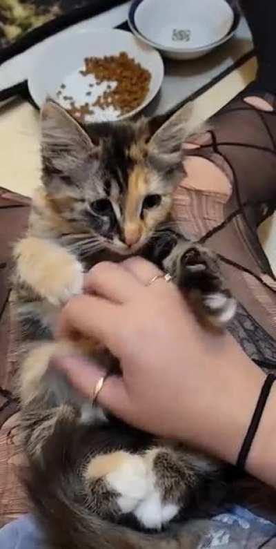 I think Spudnick may have liked being on the receiving end of some belly rubs