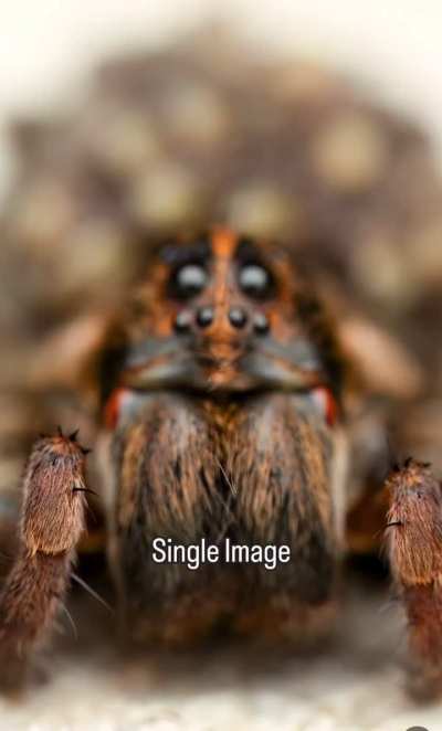 This guy took pictures with focus stacking and merged it into one perfect photo
