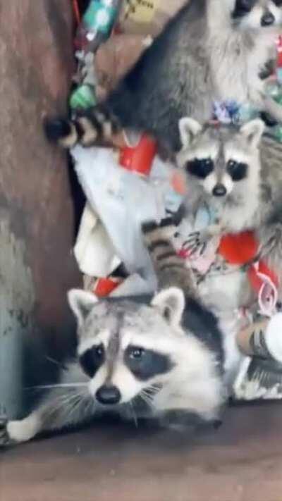 Trashpanda appointment