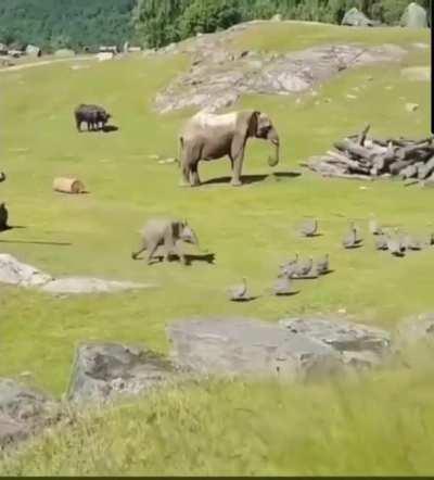 Baby Elephants are just too cute.