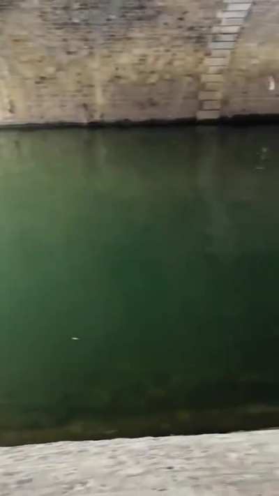 Parisians heroically attempt to save a dog that fell into the Seine