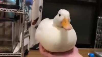 Look at this cute duck I found