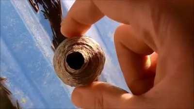 Jesus christ fuck wasps