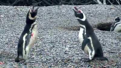 A fight breaks out when a husband comes home and finds his wife with another penguin.