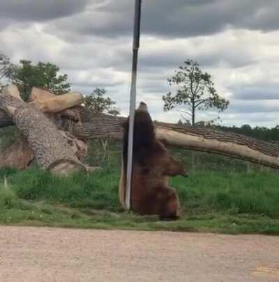 Bear naked dancing on a pole