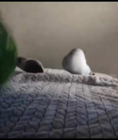 Bana pone para tu intro