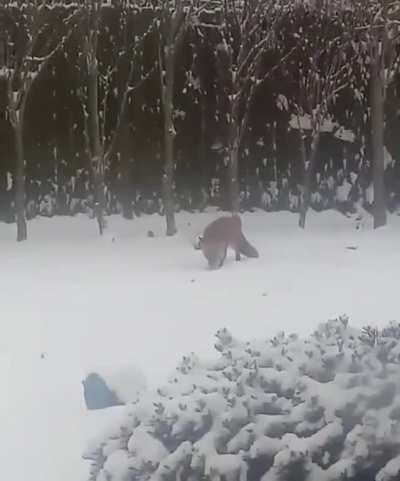 A young fox discovering a dog toy in someone's backyard