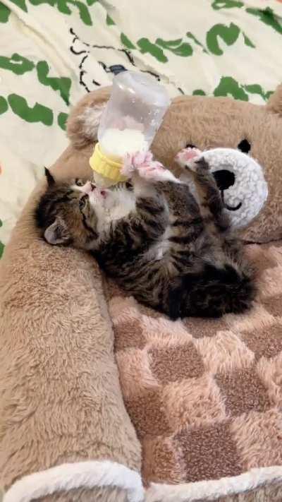 Kitty has eaten and now he can go to sleep