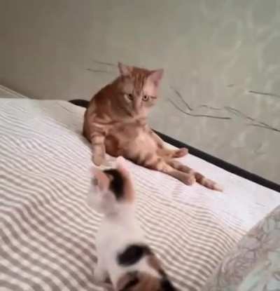 Stay back smoll kitty!