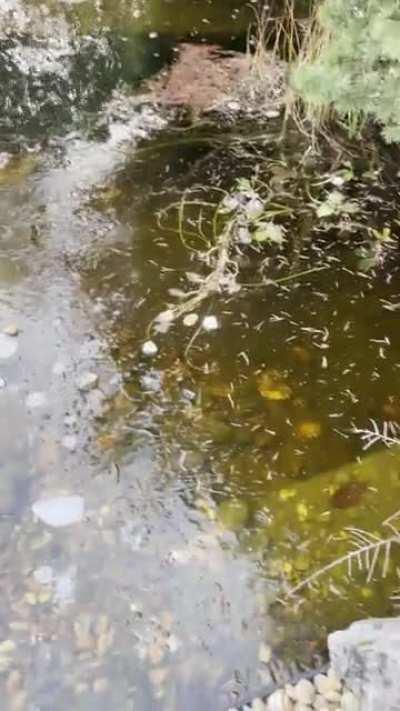 was visiting relatives and their pond was frozen. there was rocks nearby. couldn’t stop myself