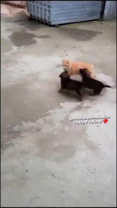 Pack of wild dogs attack cat