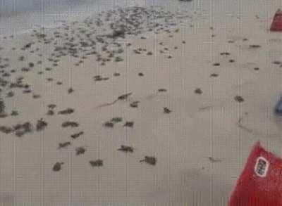 Every year the Nuevo Vallarta Sea Turtle Preserve in Nayarit, Mexico releases thousands of sea turtles into the Pacific Ocean with the help of volunteers who bring them to the beach just after they hatch in protected areas. These are newborn green sea tur