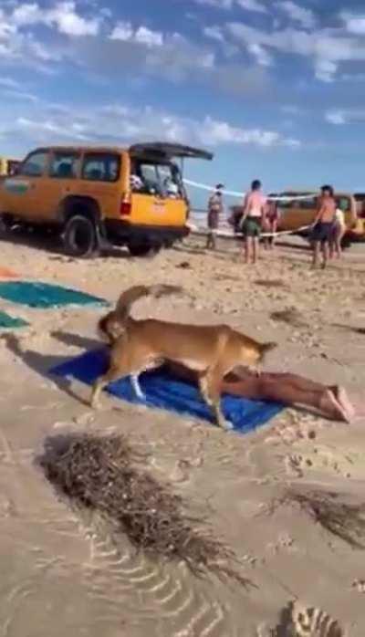Wild dingo bites tourist on Australian beach