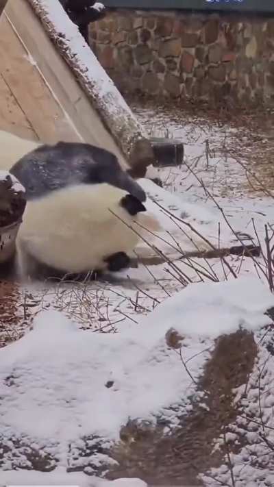 Panda-monium! 🐼