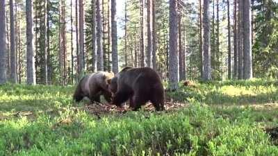 Best Bear fight ever! The cameraman was safe since he was inside a circle.