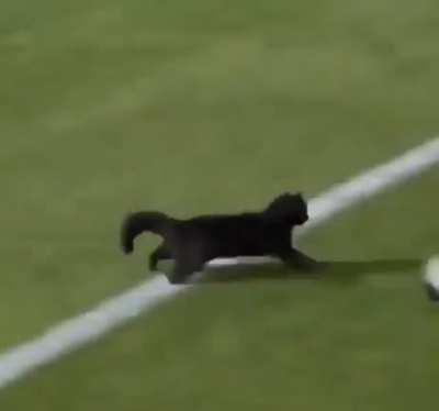 Champions become fast and little noticeable