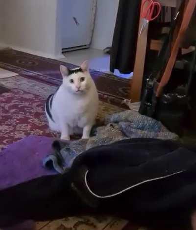 Why don't you feed me, don't you pet me?