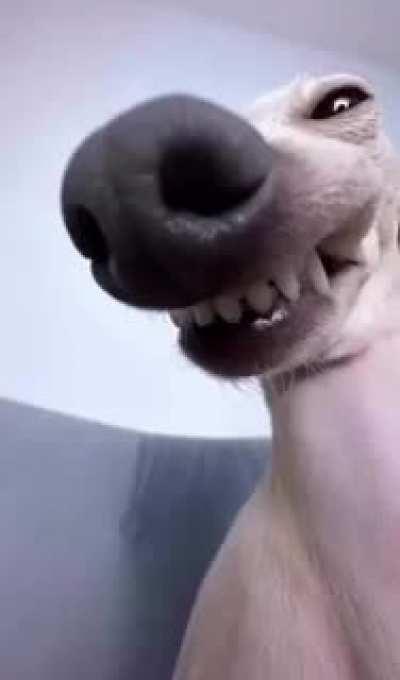 What the internet was made for...