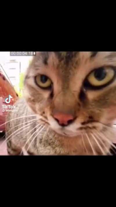 o gato levita KKKKKKJJKMM