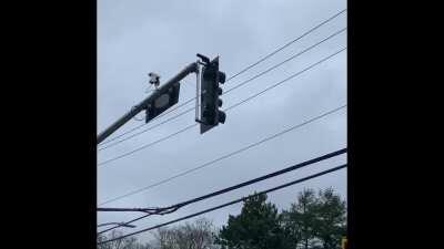 So I see a green bouncy ball fall from the sky. Then I notice a crow go flying after it. I investigate further. The crow was taking the ball up to the light then dropping it, so it could playfully chase after it to do it over and over again. (Steveston)