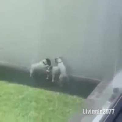 Exclusive Video of ESPN Broadcasters Talking about Yadier Molina