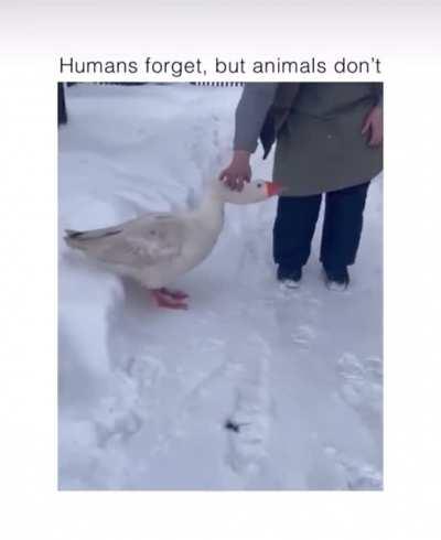 This goose remembering their caretaker