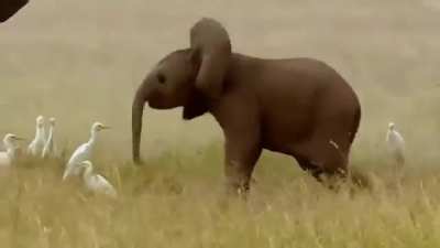 🔥Baby elephants don't learn to control their trunks until they’re about a year old.