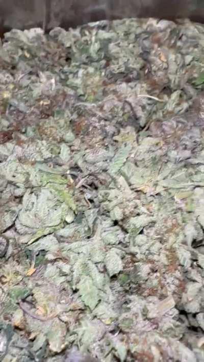 AAA Purple Pk❄️☔️