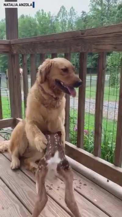 Sleeping animals are cute but they are not animals being bros. Please stop posting them.