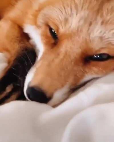 Hahah tail go brush brush