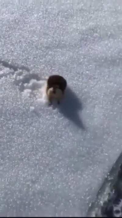 RoDenT bRuTAllY mUrDeRs SkiIeR oN a MoUnTaIn. BoDy FoUnD dAys LaTEr!