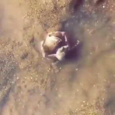 🔥 The little crab protects his friend from a human being by hugging him