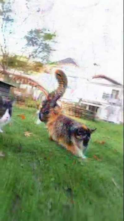 Dog Or Cat 🤔 [OC]