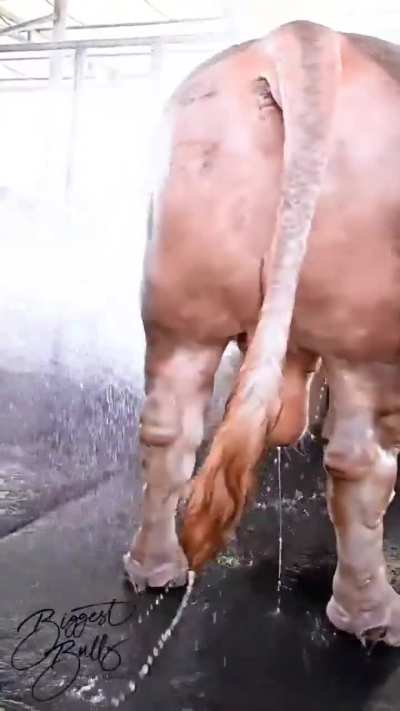 of absolute unit of Australian Charbray bull weighing nearly 1400 kg.